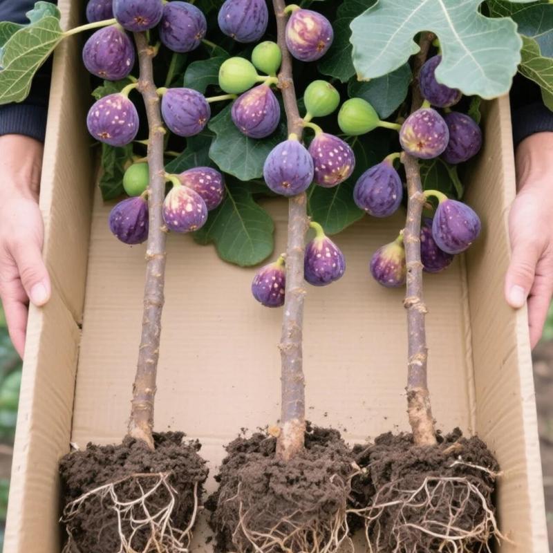 🏆 New Harvest🌿Brown Turkey Fig Seeds –High Yield & Easy to Grow (Container Friendly & 99% Germination)