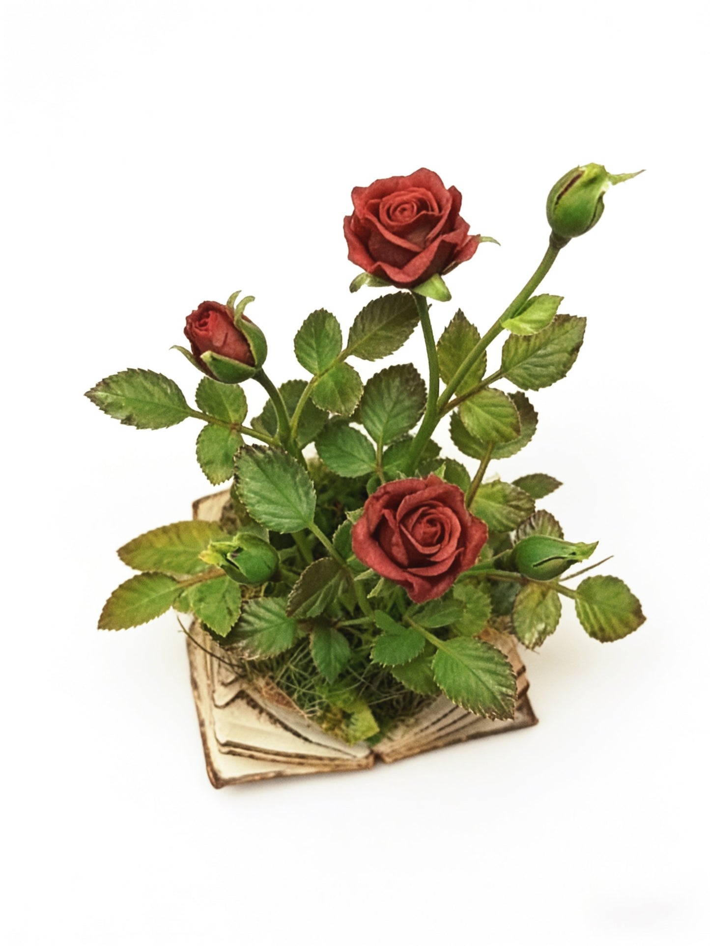 🔥Last Day 50% OFF - 🌹Miniature Rose Growing from Book