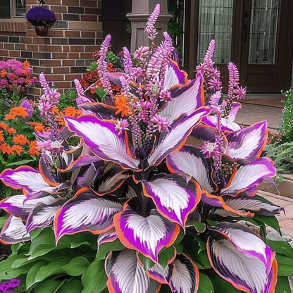 🔥Premium Rare Hosta Seeds🌿Shade-Tolerant Plant
