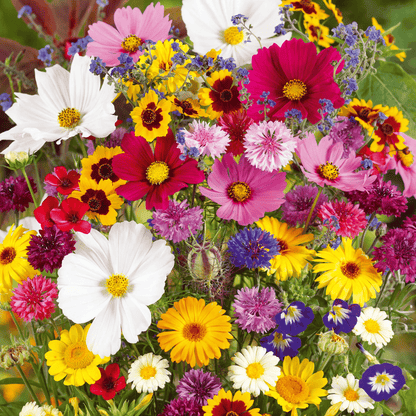 💝Mixed Perennial Flowers Seeds30- 60kinds mixed