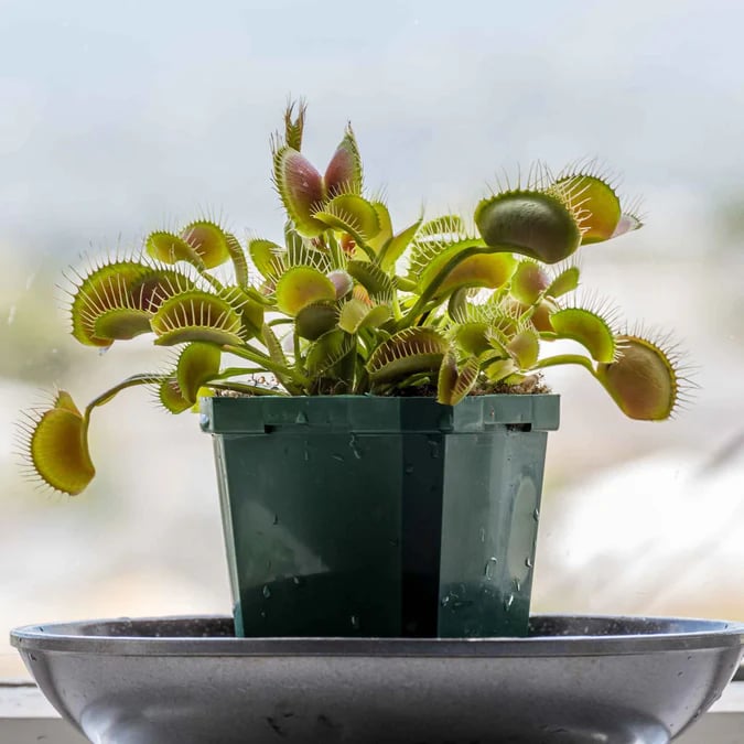 🐜🌸Venus Flytrap: Interactive Bug-Catching Plant with Stunning Floral Charm
