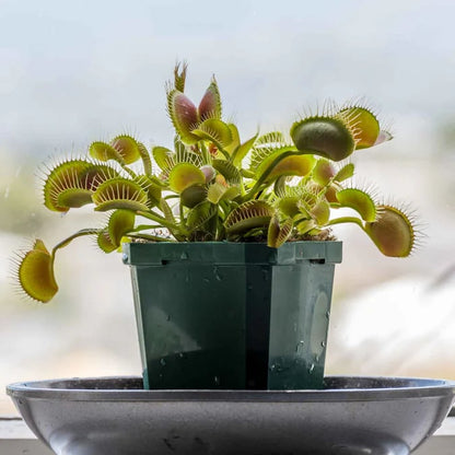 🐜🌸Venus Flytrap: Interactive Bug-Catching Plant with Stunning Floral Charm