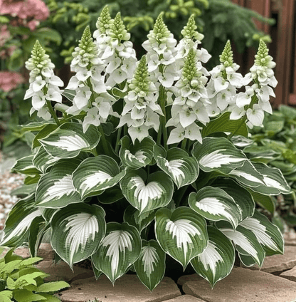 🔥Premium Rare Hosta Seeds🌿Shade-Tolerant Plant
