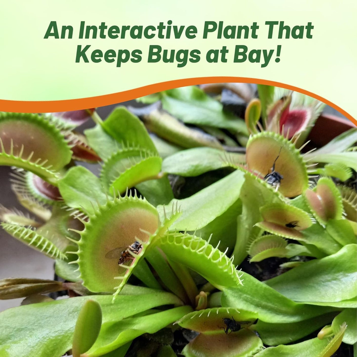 🐜🌸Venus Flytrap: Interactive Bug-Catching Plant with Stunning Floral Charm