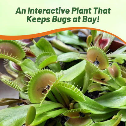 🐜🌸Venus Flytrap: Interactive Bug-Catching Plant with Stunning Floral Charm