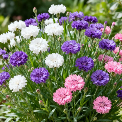 🔥Last Day 49% OFF - 🌱Premium Cornflower Seeds – The "Unstoppable" Wildflower That Grows Anywhere