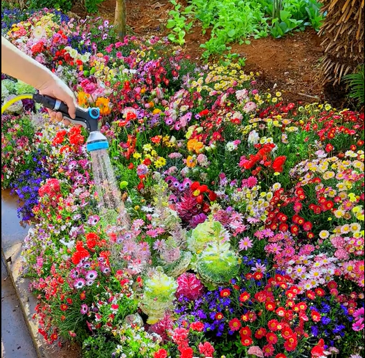 💝Mixed Perennial Flowers Seeds30- 60kinds mixed