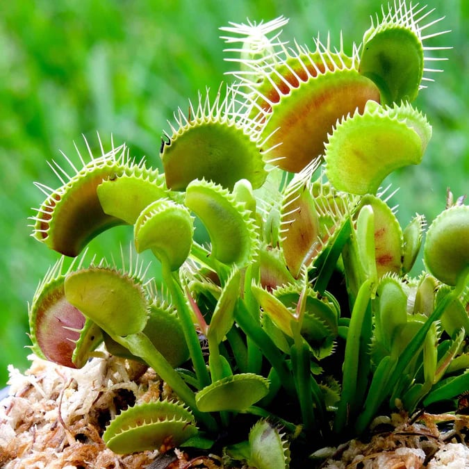 🐜🌸Venus Flytrap: Interactive Bug-Catching Plant with Stunning Floral Charm
