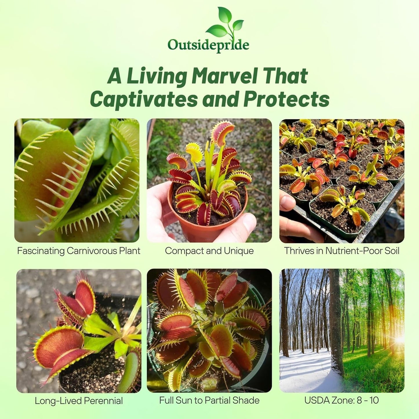 🐜🌸Venus Flytrap: Interactive Bug-Catching Plant with Stunning Floral Charm