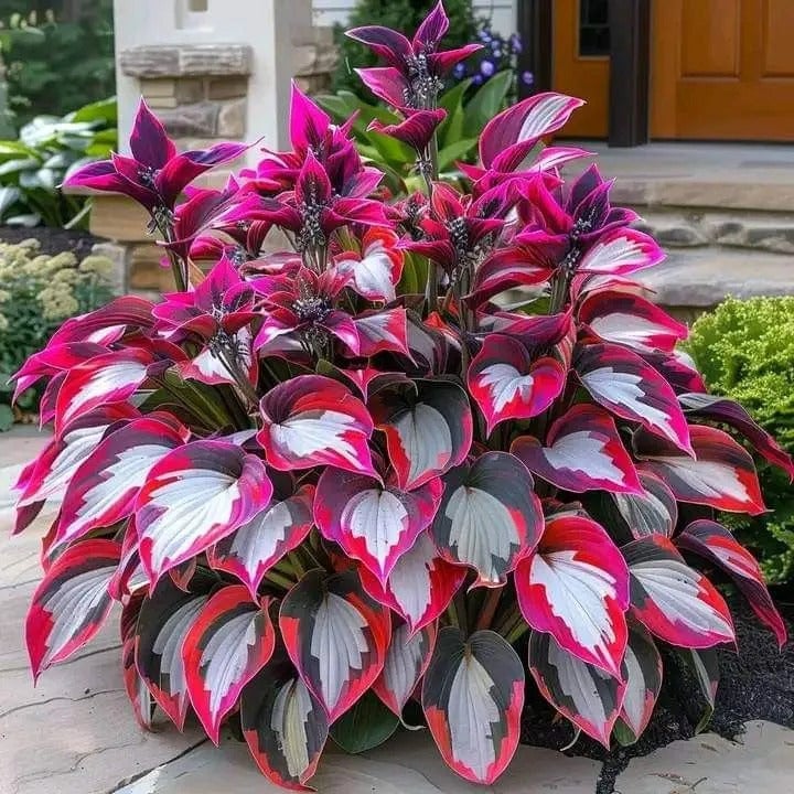 🔥Premium Rare Hosta Seeds🌿Shade-Tolerant Plant
