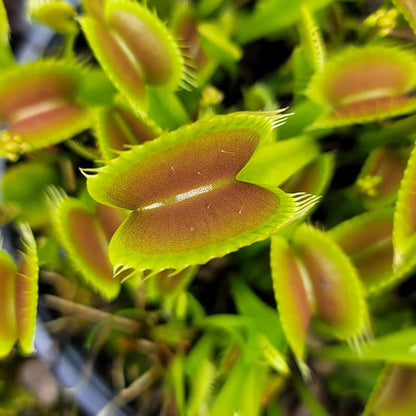 🐜🌸Venus Flytrap: Interactive Bug-Catching Plant with Stunning Floral Charm