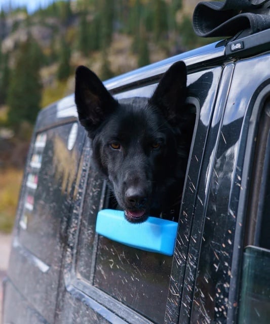 🔥Last Day 49% OFF -Car Window Chin Rest For Dogs