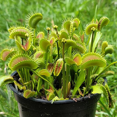 🐜🌸Venus Flytrap: Interactive Bug-Catching Plant with Stunning Floral Charm