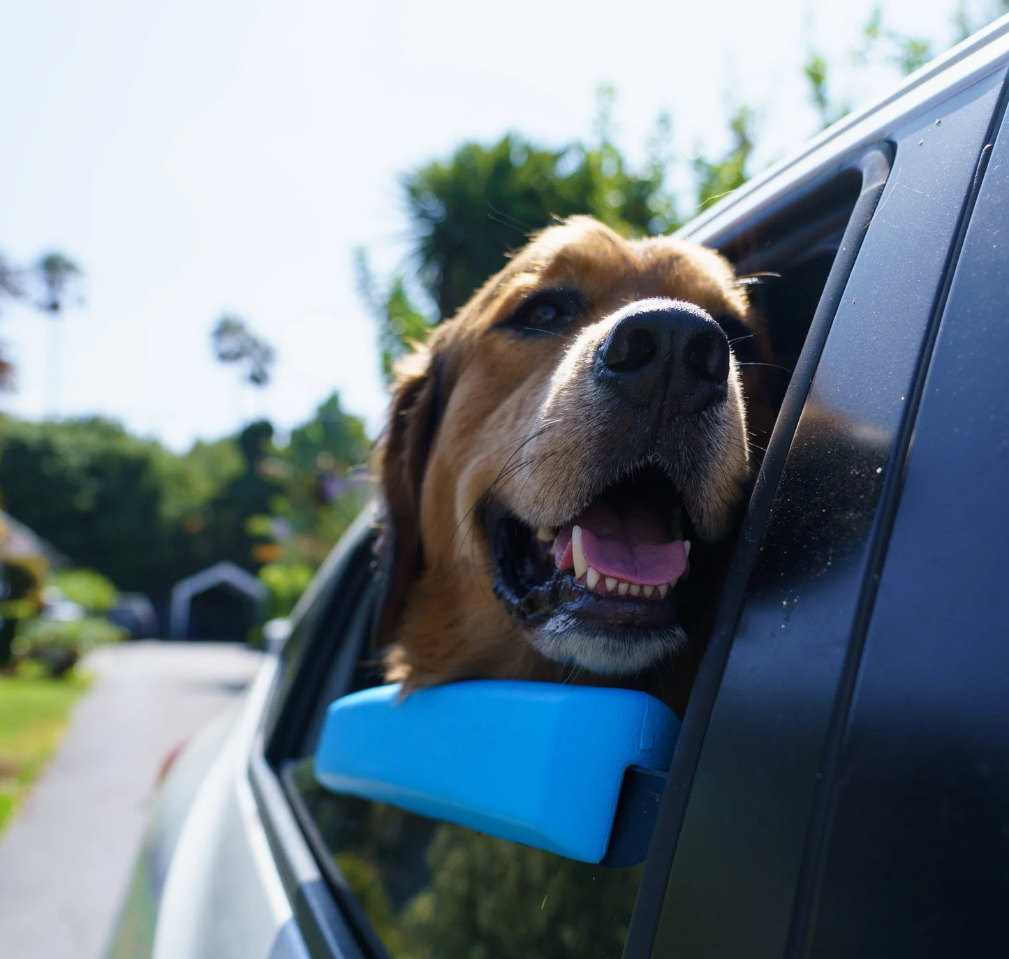 🔥Last Day 49% OFF -Car Window Chin Rest For Dogs