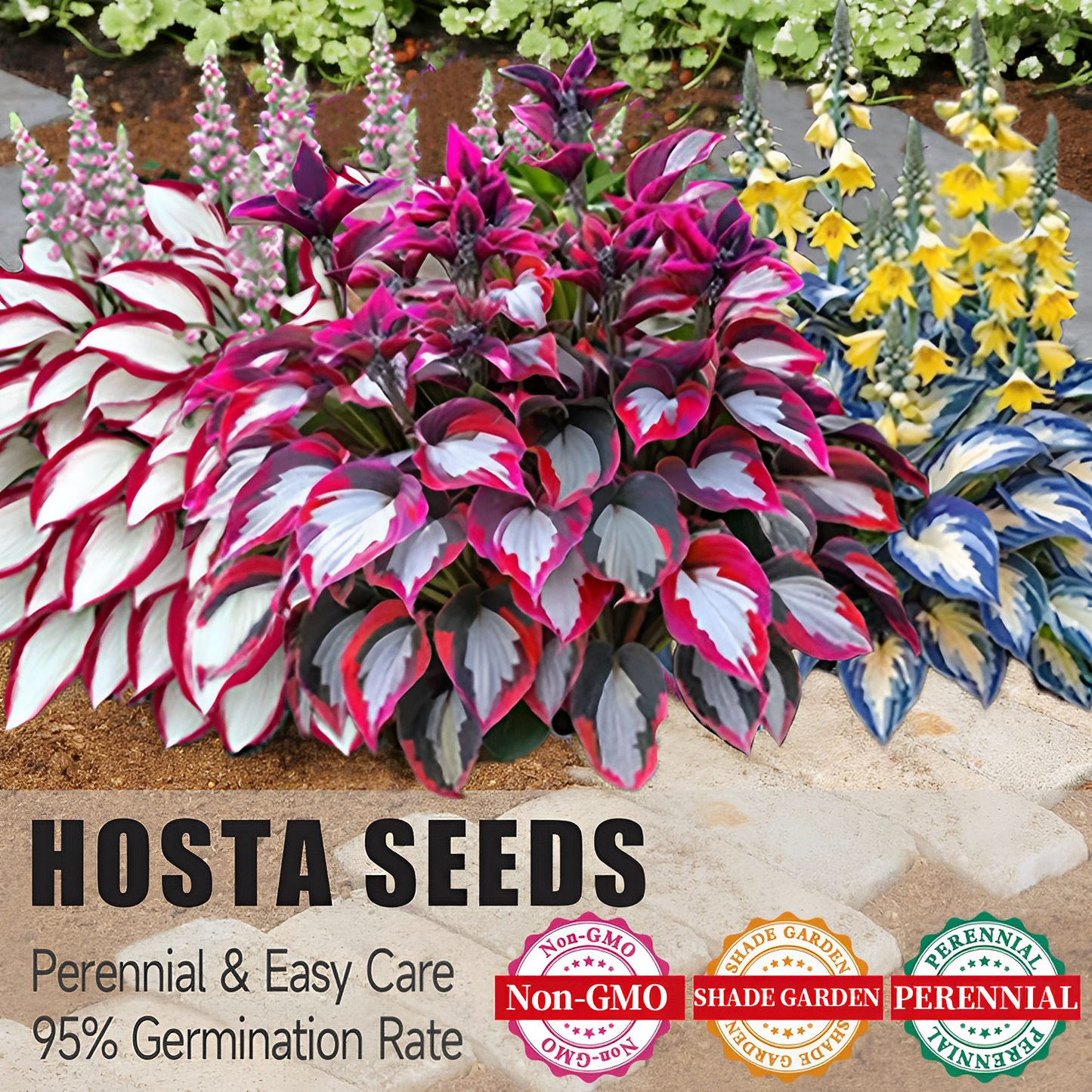 🔥Premium Rare Hosta Seeds🌿Shade-Tolerant Plant