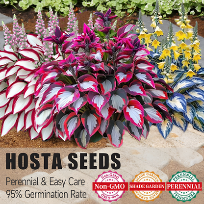 🔥Premium Rare Hosta Seeds🌿Shade-Tolerant Plant