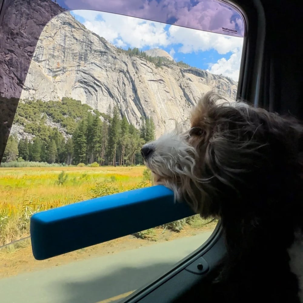 🔥Last Day 49% OFF -Car Window Chin Rest For Dogs