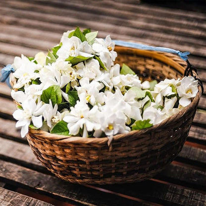 🌸 Last Day 49% OFF – Winter-Friendly Hanging Jasmine—Dreamy Indoor Flower🌿❄️