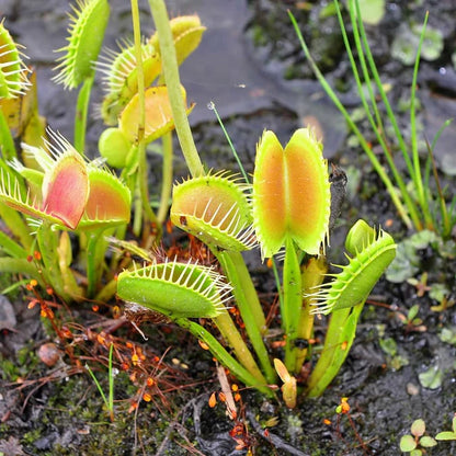 🐜🌸Venus Flytrap: Interactive Bug-Catching Plant with Stunning Floral Charm