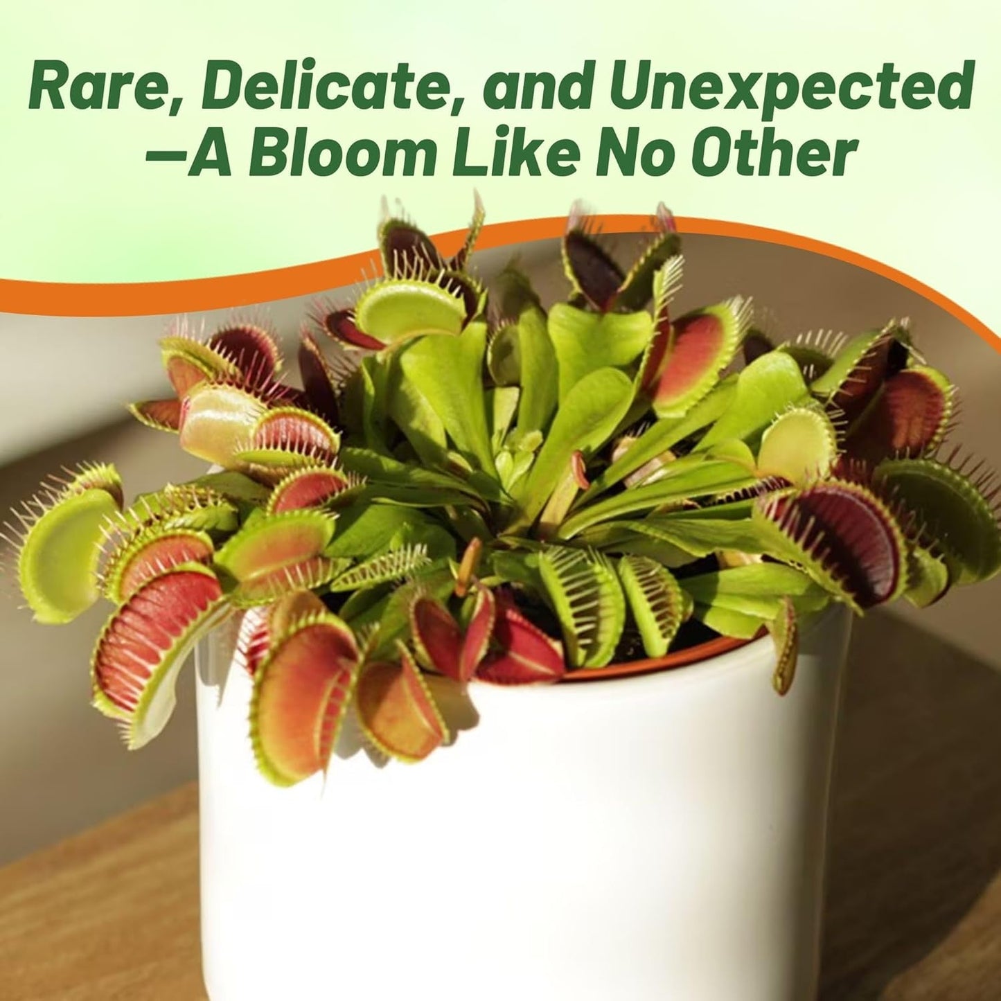🐜🌸Venus Flytrap: Interactive Bug-Catching Plant with Stunning Floral Charm