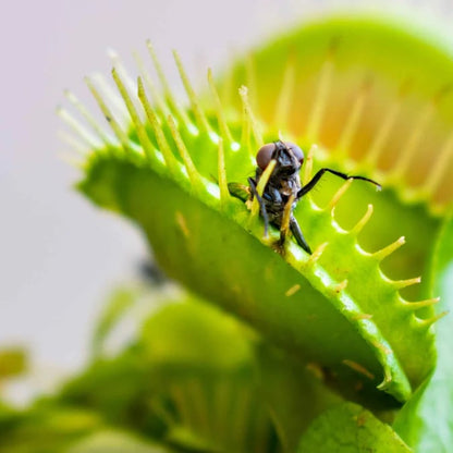 🐜🌸Venus Flytrap: Interactive Bug-Catching Plant with Stunning Floral Charm